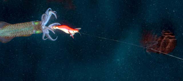 Pesca noturna em Dhiffushi